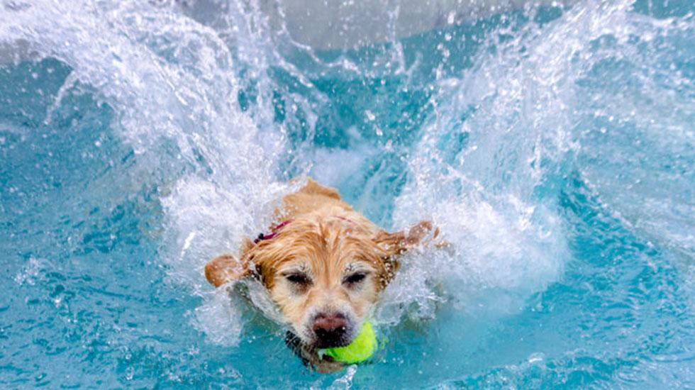 There's A Dog Friendly Pool Open In Sydney!