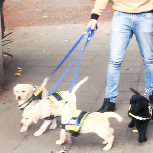 WOW!! What Happens If You Walk The Street With Bulk Puppies?