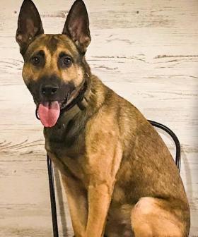 German Shepherd Fails His Service Dog Exam But Manages To Steal Our Hearts