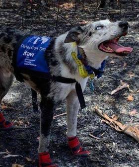 Bear, The Dog That Helped Rescue Koalas During Bushfires, Gets His Own Documentary