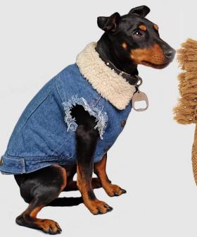 The Iconic Has Released A Pet Fashion Range And Honestly We Need EVERYTHING For Our Doggo