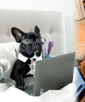 Just 15 Things That Your Dog Is Definitely Thinking While You’re Working From Home