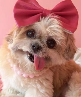 Marnie The Instagram Famous Shih Tzu Pup Has Passed Away Aged 18