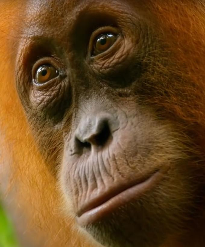 Netflix Has Just Put A Bunch Of Documentaries Up On Youtube For Free