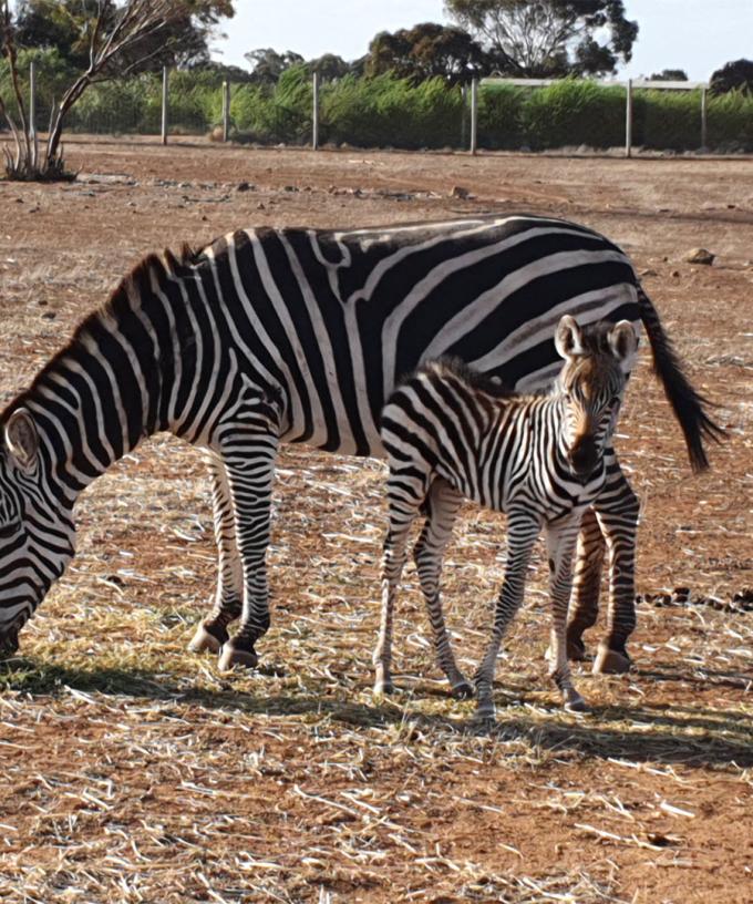 Monarto S New Baby Zebra Is The Cutest Bundle Of Stripy Joy