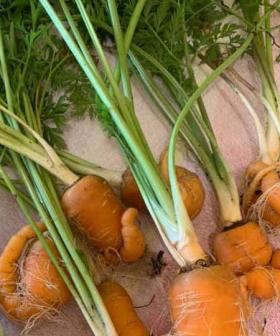 Some Aussies Have Harvested their Woolies ‘Little Garden’ Carrots And They’re Hilarious
