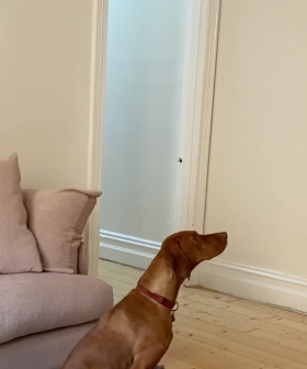 The Cute Dog Video With The Most Unexpected Ending!