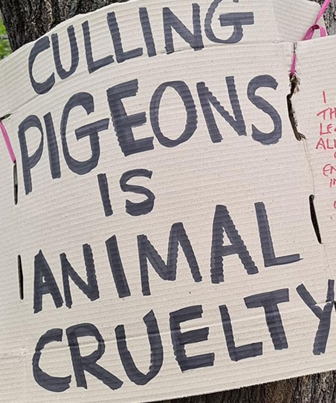 Adelaide Woman Starts Pigeon Lives Matter Campaign After Witnessing Culling In Cbd