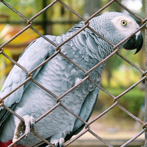 Foul-Mouthed Parrots Had To Be Moved Away From Wildlife Park Visitors For Swearing Too Much