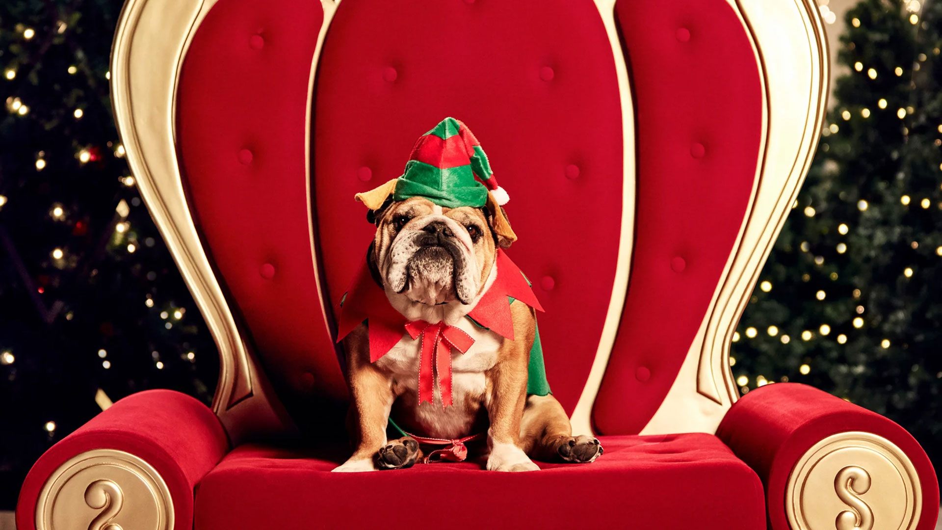 Westfield Is Doing Pet Photos With Santa, So The WHOLE Family Can Be