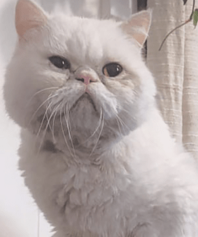 "Pervy Old Man": People Are In Stitches Over An Ad For This 'Appalling' Cat