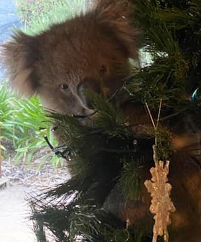 Sa Woman Finds Koala Making Itself At Home In Christmas Tree