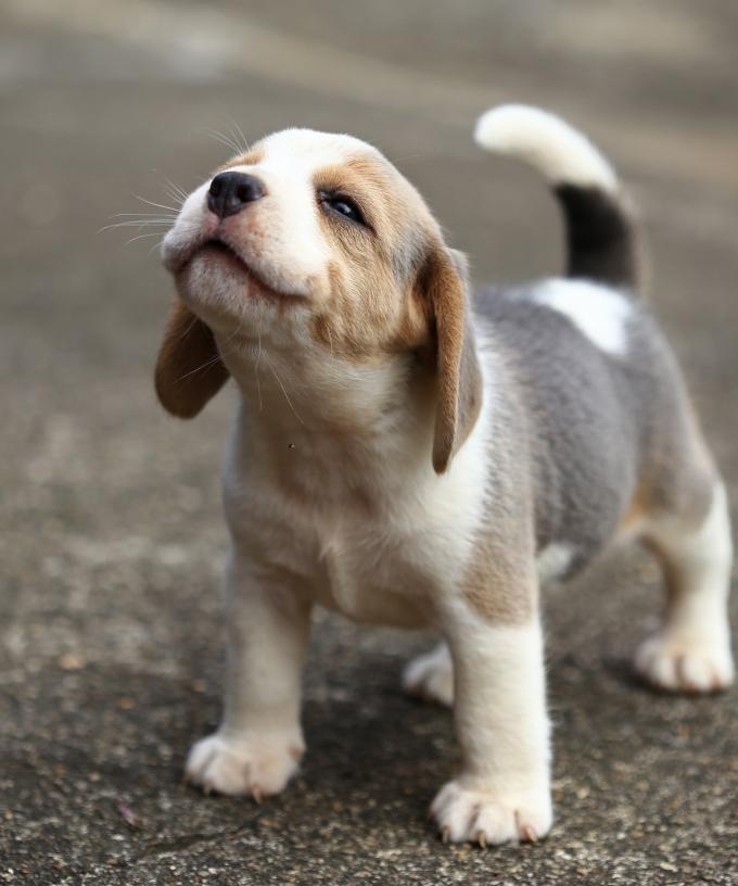 Adelaide S Puppy Adoption Skyrockets As Does Their Price