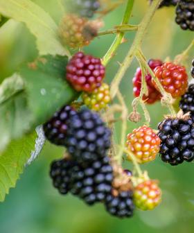 Potentially Deadly Blackberries In SA's Bush Trails