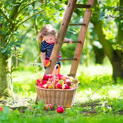 There's Apple Picking In The Hills This Weekend So You Can Finally Live Your Wholesome Dreams