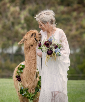 You Can Hire An Alpaca To Walk You Down The Aisle