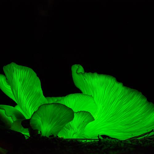 Natural Phenomenon Illuminates Ghost Mushrooms In Mount Gambier