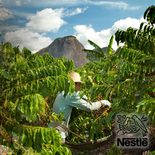 Food Giant Nestlé Introduce A New "Living Income Program" And Commit To Regenerative Agricultural Practices!