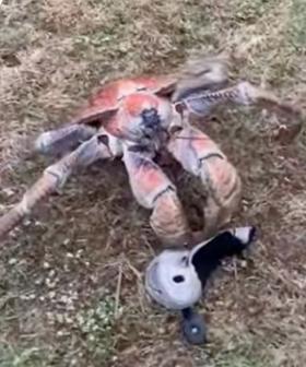 Giant Crab Attacks Aussie Golfers And Breaks A Golf Club
