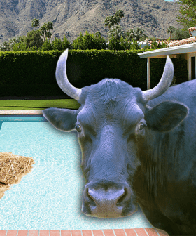 A Bull Got Rescued From A Swimming Pool After Going For A Splash!