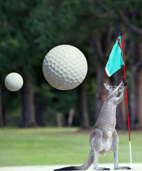 Country Club Golfers Targeted By Kangaroos In Brutal Attacks...
