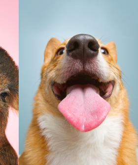 Charge Your Dopamine Receptors With These VIRAL Animal Videos...