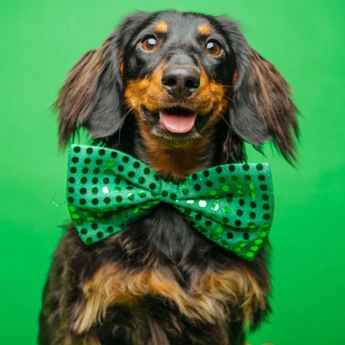 Find Out Where To Celebrate This St. Patrick's Day!