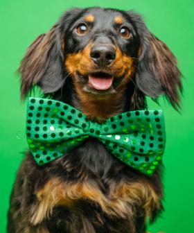 Find Out Where To Celebrate This St. Patrick's Day!