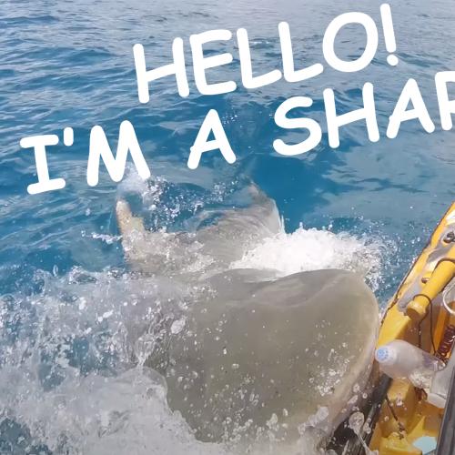 Today's Episode Of 'Nature Is Scary' Features A Tiger Shark Trying To Eat Someone