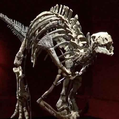 ‘Barry,’ a Rare Dinosaur Skeleton, Is Up for Sale