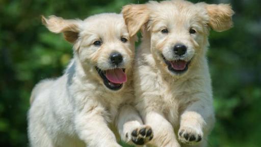 The most popular dog names for 2023 have been revealed!