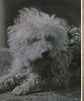 Museum Unveils The World's Earliest Photos Of Pets And They're Purrrfect!