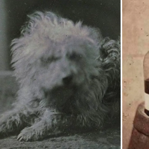 Museum Unveils The World’s Earliest Photos Of Pets And They’re Purrrfect!