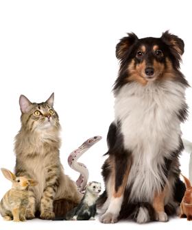The Animal Expo