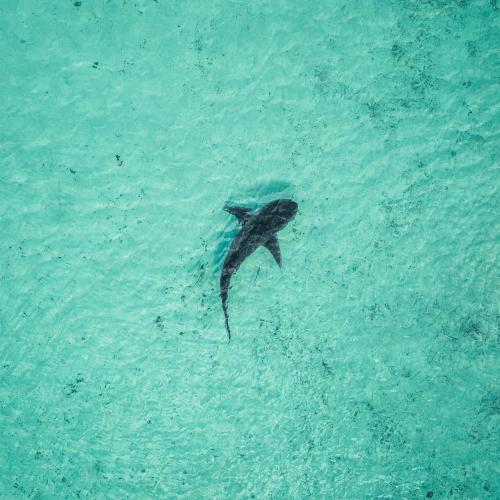Shark Attach At SA Beach