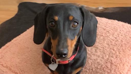 Valerie The Missing Dog Has Been Reunited With Her Owners After 529 Days On The Run