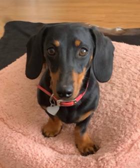 Valerie The Missing Dog Has Been Reunited With Her Owners After 529 Days On The Run