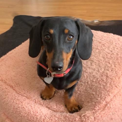Valerie The Missing Dog Has Been Reunited With Her Owners After 529 Days On The Run